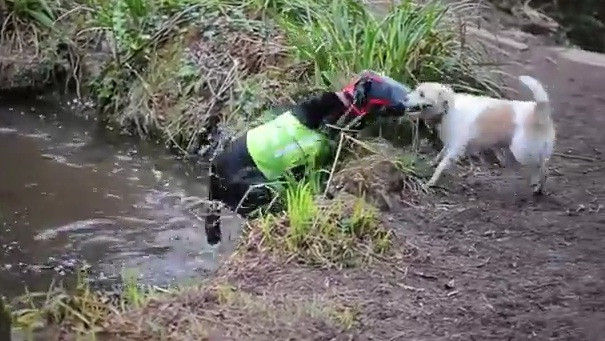 O poveste de prietenie impresionanta. Milo,cainele care ajuta un labrador orb sa se orienteze. VIDEO