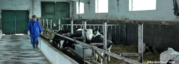 Laptele contaminat cu aflatoxina provine din Romania, nu din Ungaria. Substanta poate fi cancerigena