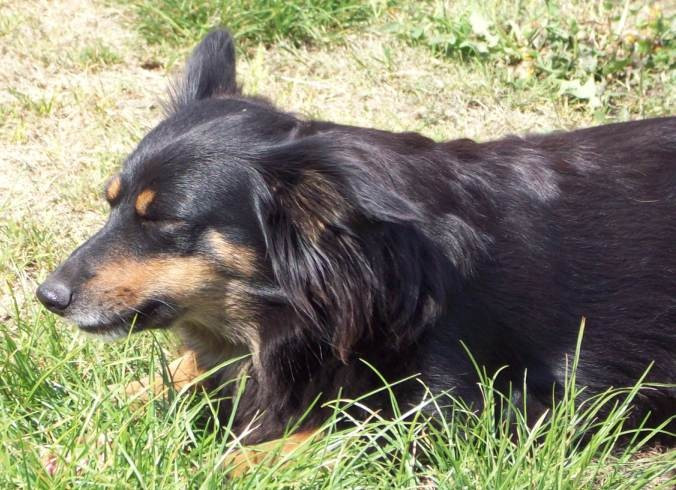 O fetita de 3 ani disparuta de acasa, tinuta in viata de un caine! VIDEO