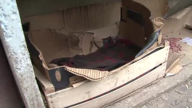 Batuta si alungata din casa de mama, o fata de 13 ani si-a gasit alinare alaturi de cainii vagabonzi