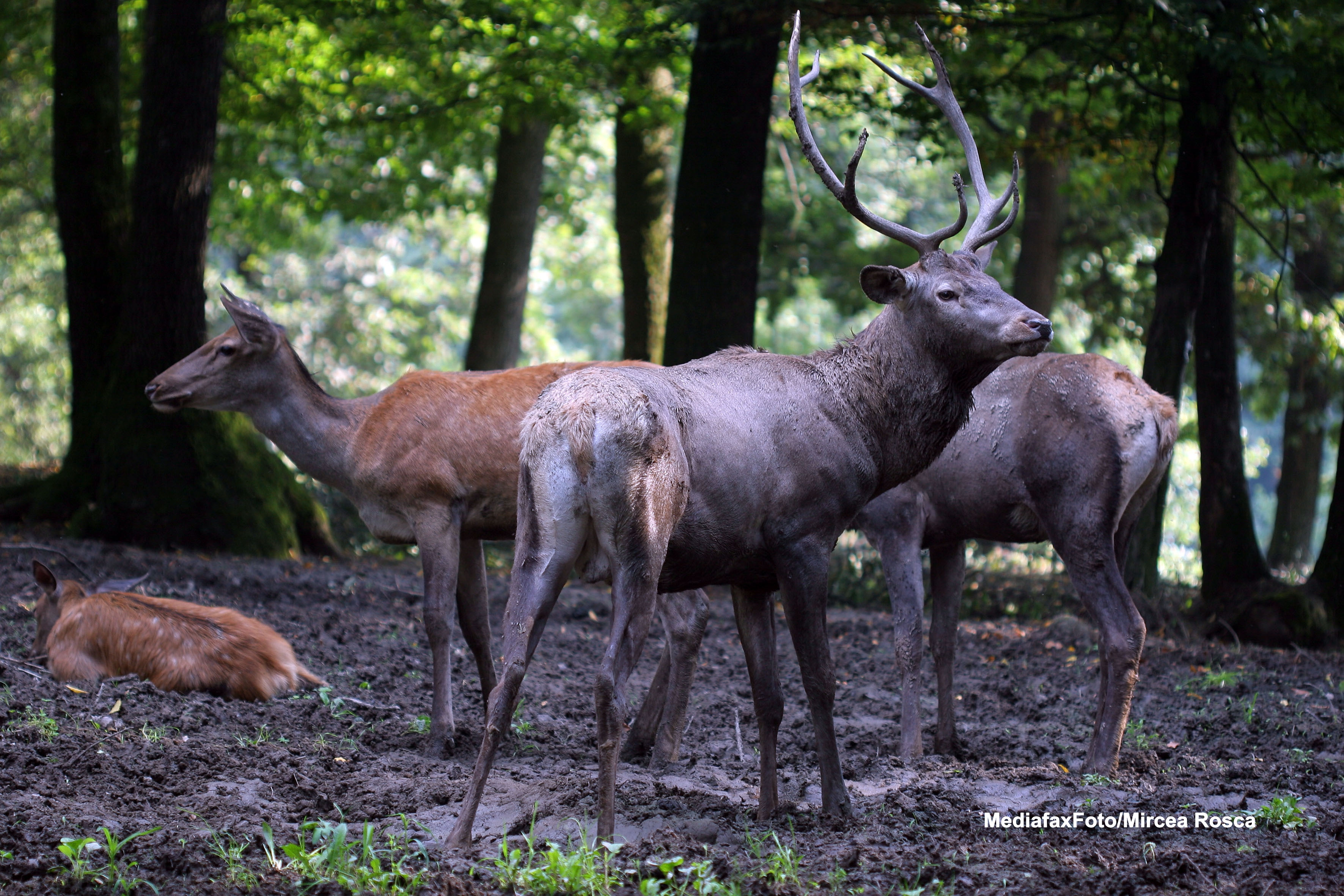 Cruzime de neinchipuit in Bistrita-Nasaud. O caprioara gestanta a fost impuscata