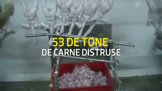 Peste 37.000 de pasari contaminate cu Salmonella, descoperite la o ferma din Romania
