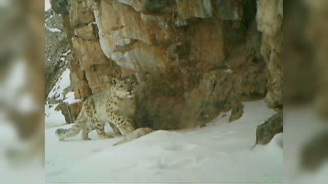 Un fotograf a surprins imagini spectaculoase si extrem de rare, in China, cu un leopard de zapada