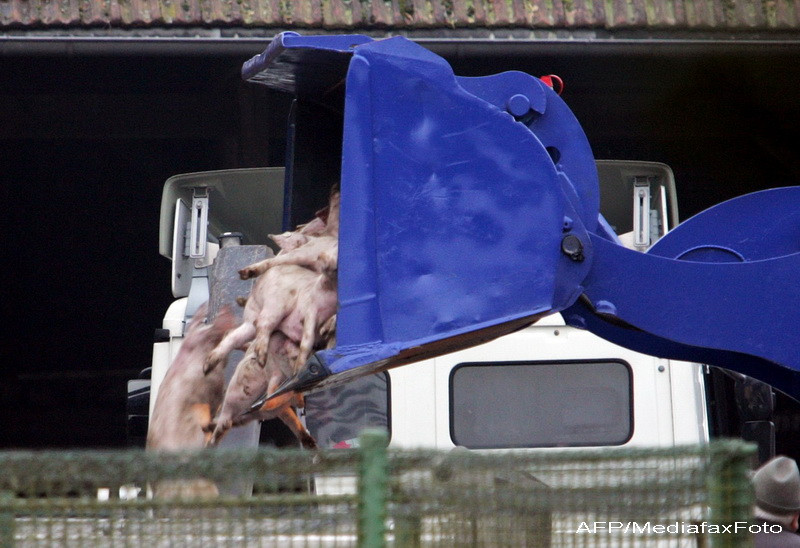 900 de cadavre de porci, descoperite in raul din Shanghai care alimenta orasul cu apa potabila