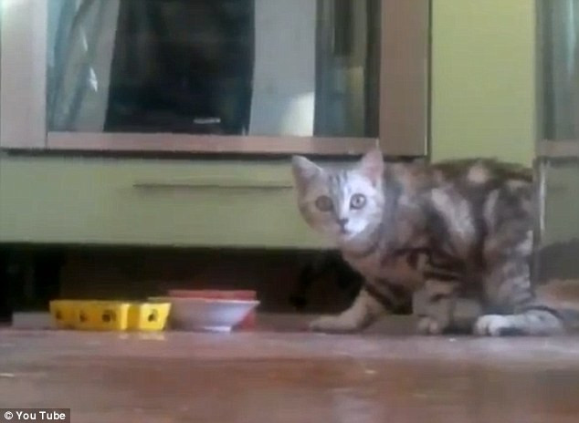 Un roman si-a filmat pisica intr-o ipostaza neobisnuita si a ajuns in presa internationala. VIDEO