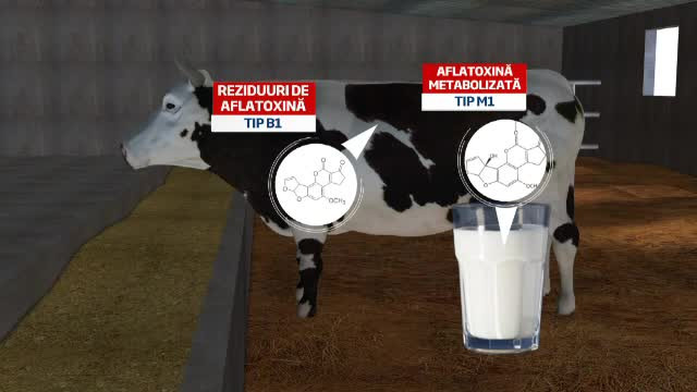 Criza contaminarii cu aflatoxina. Lista alimentelor in care se poate dezvolta toxina cancerigena