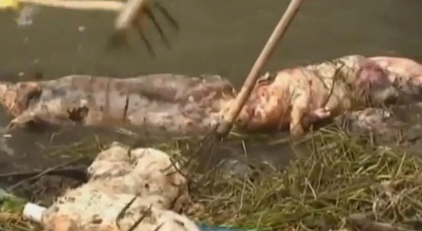Imaginile care i-au scarbit pe chinezi: 6600 de porci morti aruncati in raul din care beau apa