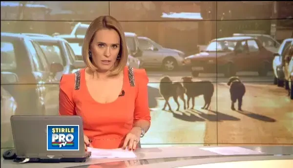 IMAGINI SOCANTE. Maidanezii din Mangalia, ucisi si jupuiti. Pielea, folosita la manusi si pantofi