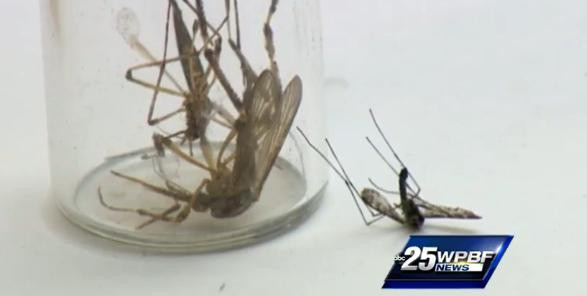 O specie de tantari uriasi a fost identificata in Florida. "Sunt de 20 de ori mai mari ca altii"