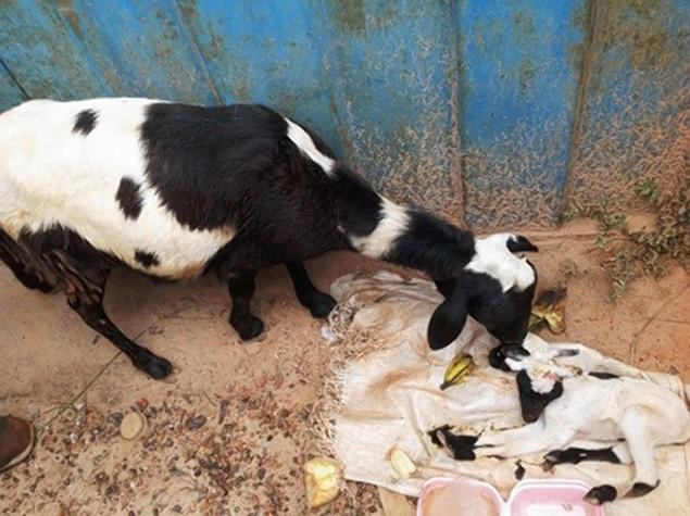 Un ied cu doua capete s-a nascut in Ghana. GALERIE FOTO