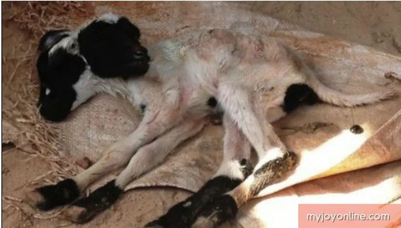 IMAGINI SOCANTE! Ce a fatat o CAPRA din GHANA! Fotografia face inconjurul lumii