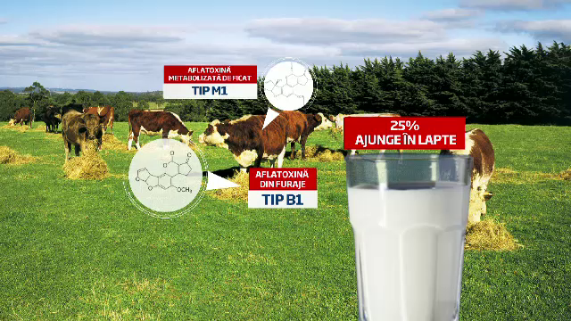 Rezultatele analizelor in scandalul laptelui cu aflatoxina. 88 de tone de lapte vor fi distruse