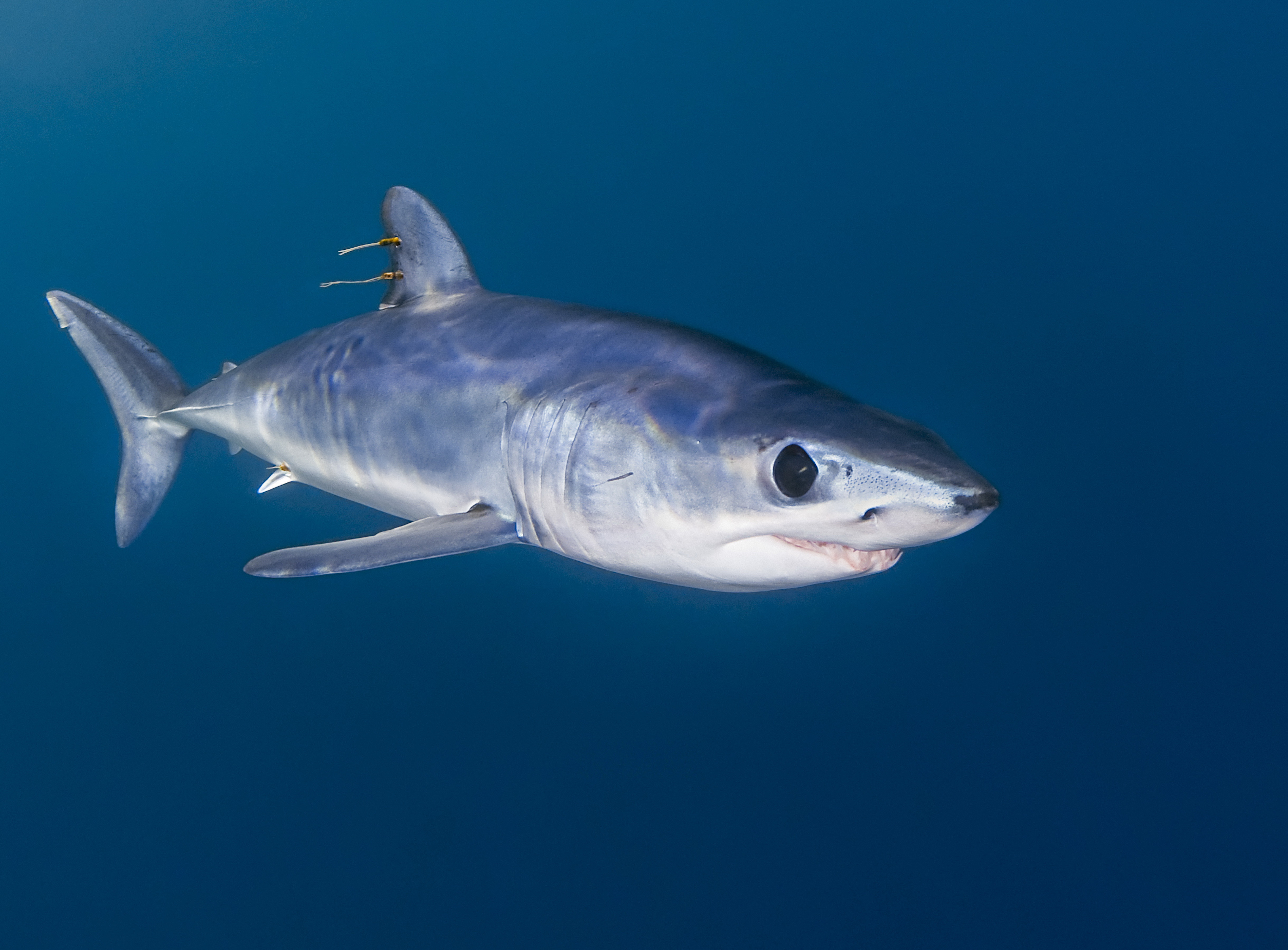 Cel mai urat si rapid rechin din lume: masina de ucis care poate atinge pana la 100 kilometri pe ora