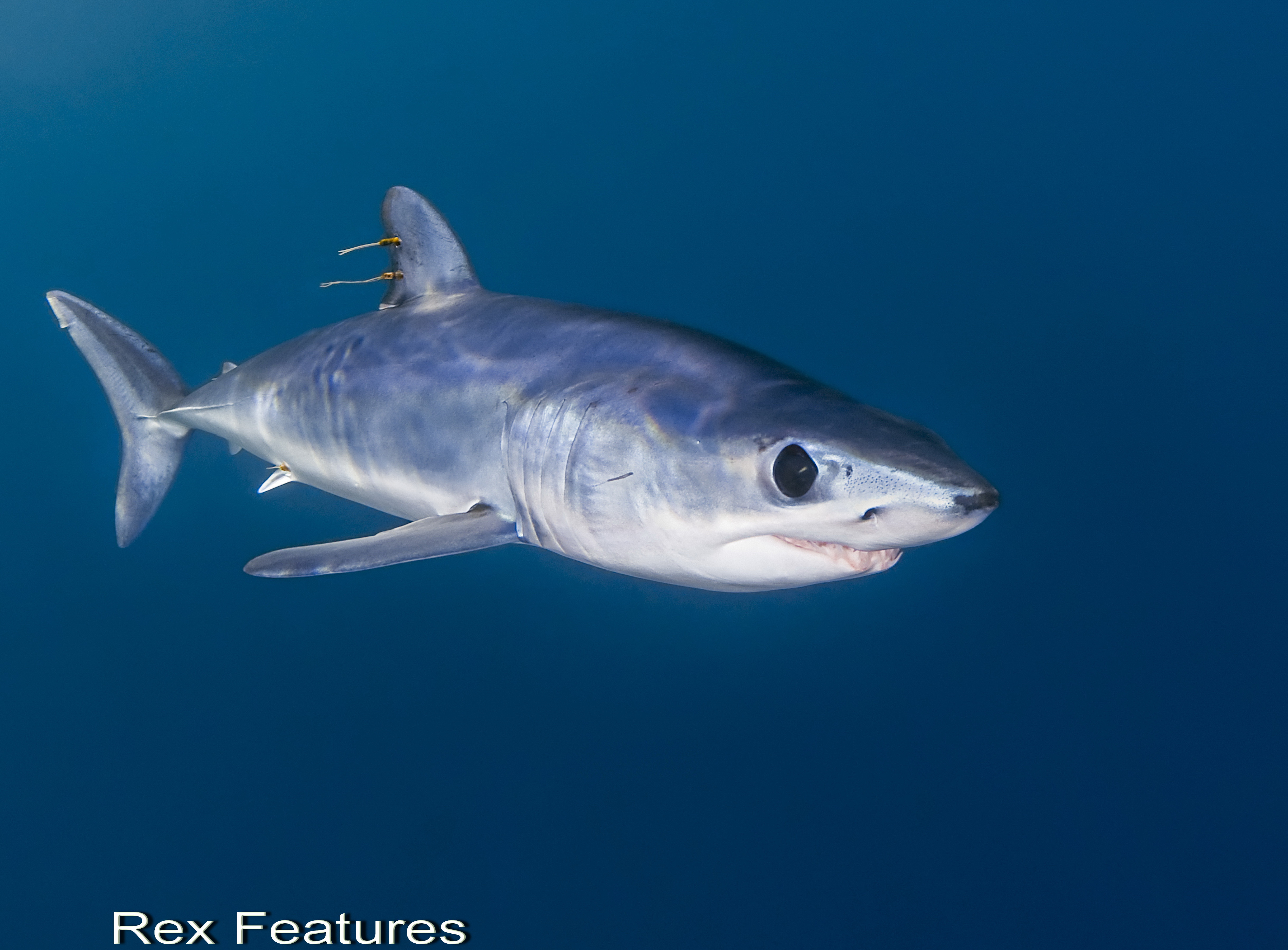 Cel mai rapid rechin din lume a fost surprins în apropierea țărmului din Barcelona. VIDEO