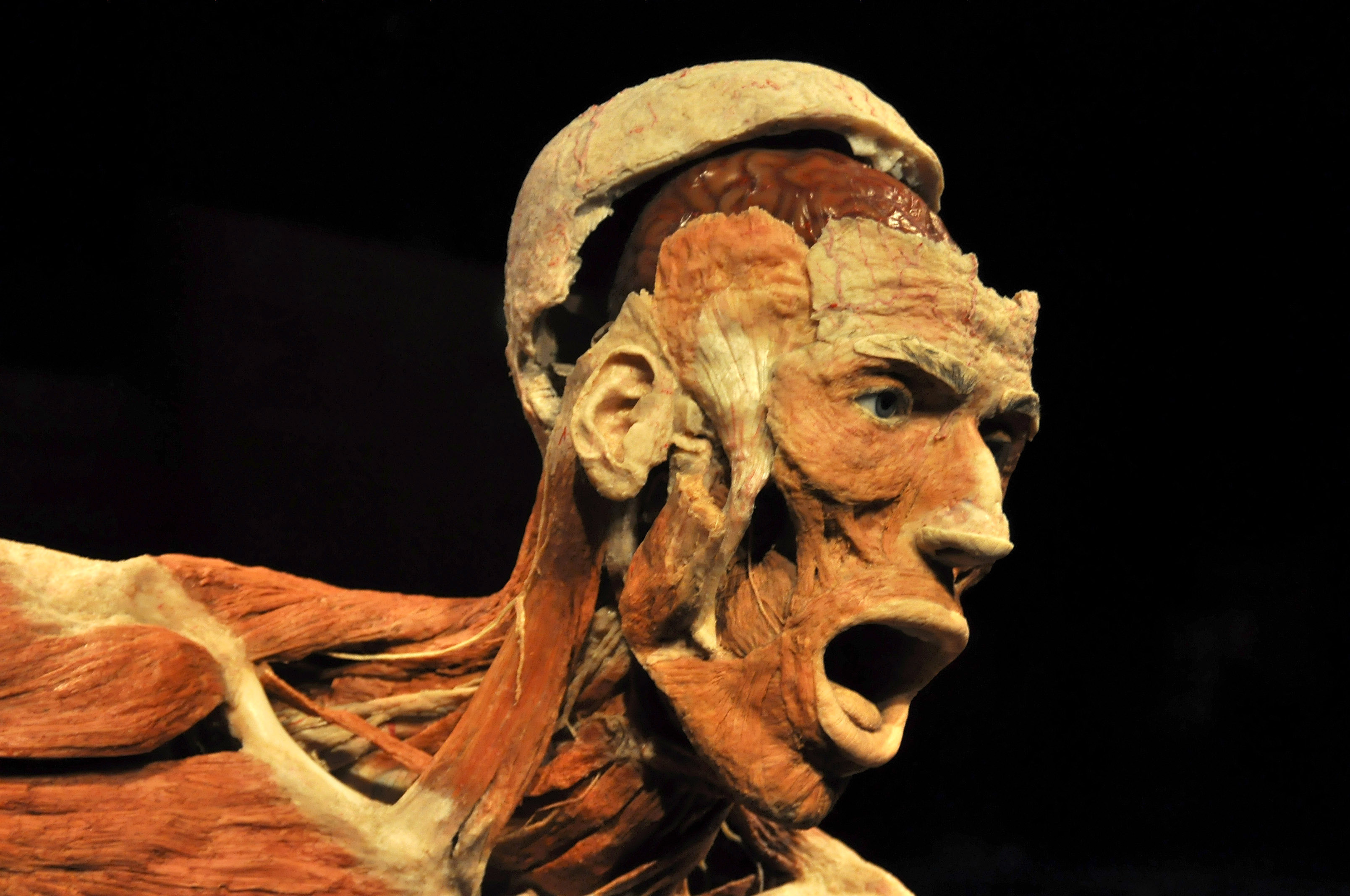 Producatorii expozitiei "The Human Body": Nu este un spectacol macabru si degradant. GALERIE FOTO