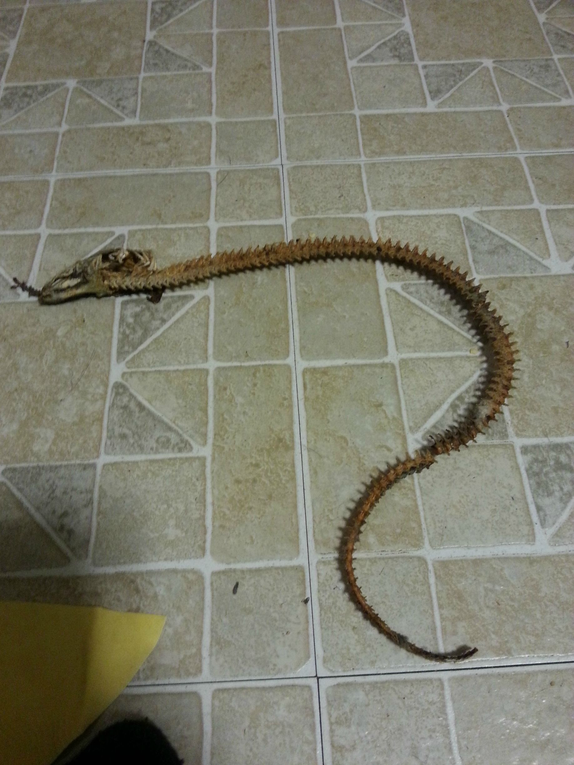 "Faceam curat in spatele masinii de spalat vase cand am gasit asta". Imaginea saptamanii pe internet