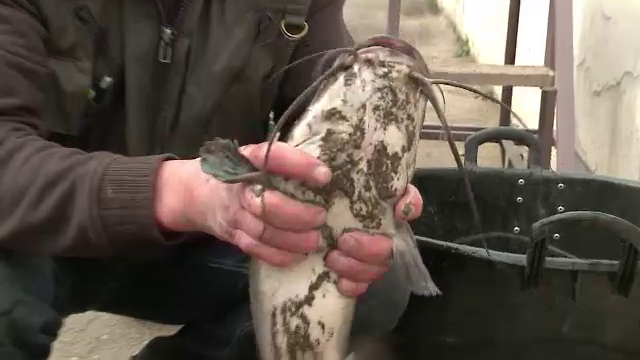 Ferma de somni africani in inima Ardealului. Cum profita un aradean de apa termala de pe terenul sau