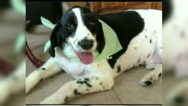 Povestea catelului care a facut inconjurul lumii din greseala.Cum l-a gasit stapana la capatul lumii