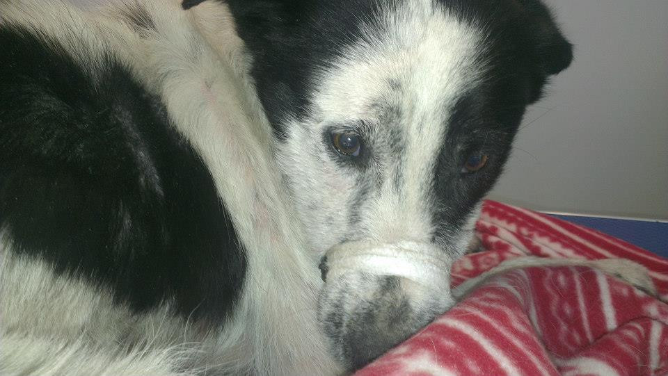 Daisy, catelusa lovita de masina, a murit. Zeci de persoane din strainatate i-au plans decesul