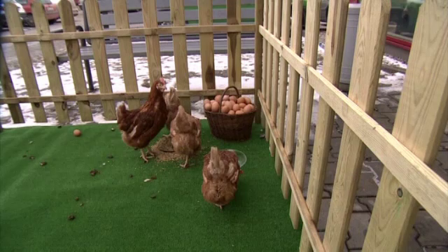 Substanta miraculoasa din oul de gaina. Descoperirea cercetatorilor ce va revolutiona medicina