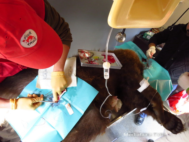 Ursul Baloo luat de pe proprietatea lui Nutu Camataru a fost operat si sterilizat