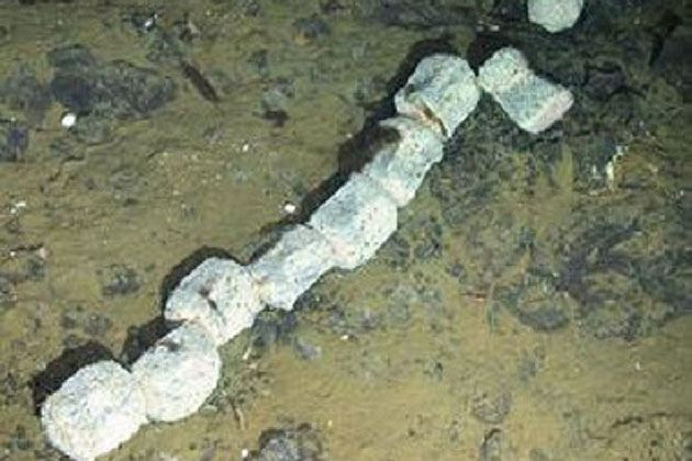 Descoperire in premiera pe fundul oceanului. "Trebuie sa ai mult noroc sa vezi asa ceva"