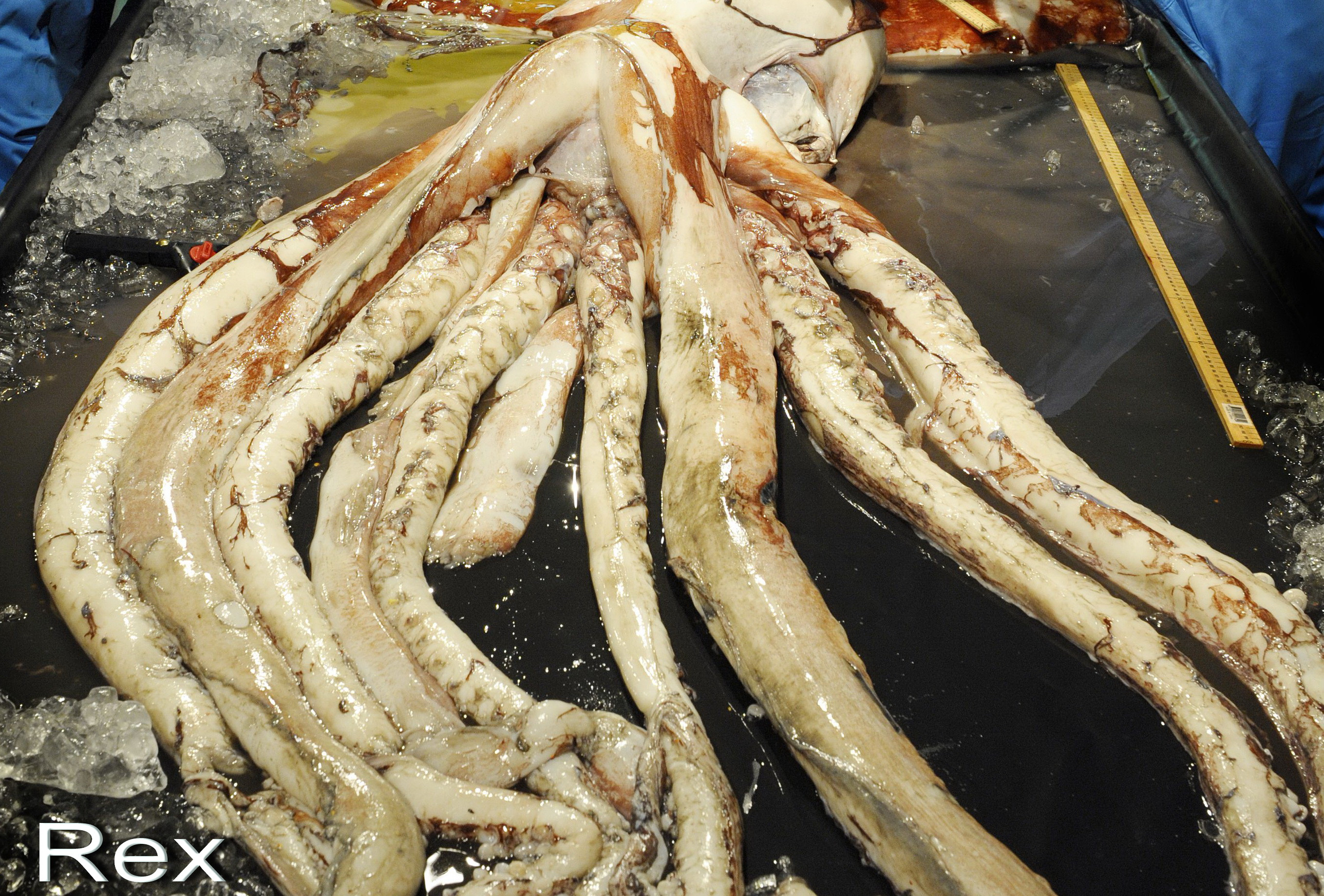 Monstrul din adancul oceanelor: ce descoperire uimitoare au facut oamenii de stiinta