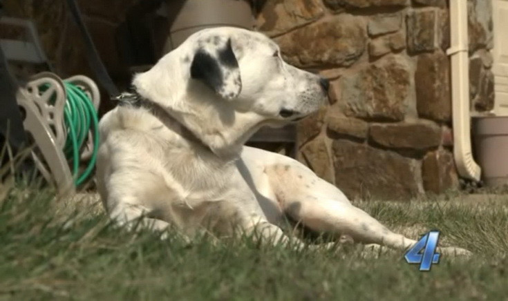 Ce a adus un caine acasa, in gura. Stapanii au sunat imediat la politie. VIDEO
