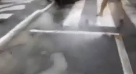 VIDEO. Aparitie surpriza pe o strada din Brazilia. Soferilor nu le-a venit sa creada ce au vazut