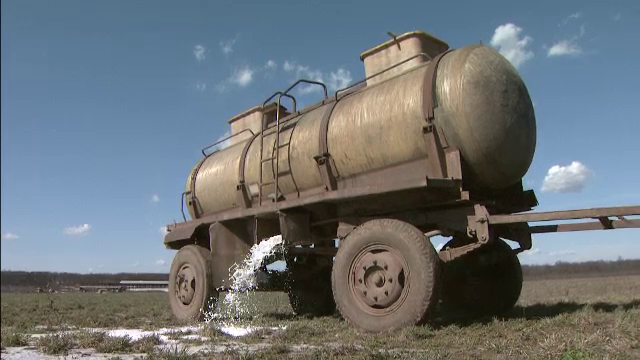 Tone de lapte cu aflatoxina, varsate in bazinele cu dejectii de la fermele gasite cu probleme