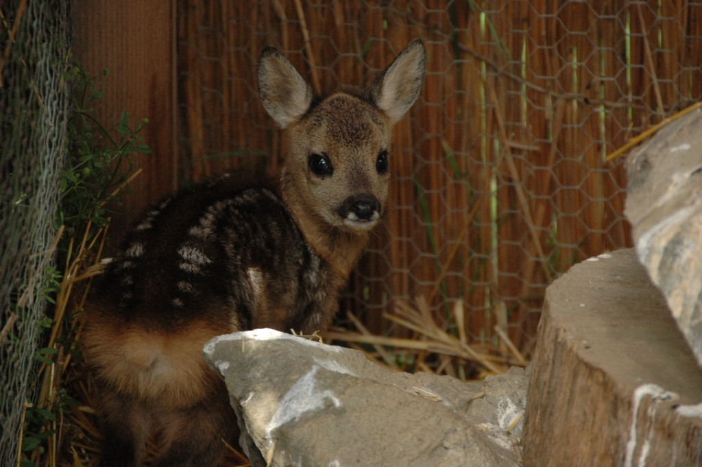 VIDEO. Caprioarele in cautare de hrana se apropie de casele oamenilor in Pancota, judetul Arad