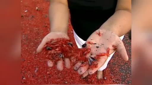 O plaja din Chile, "inrosita" de sute de mii de creveti adusi la tarm de valuri. VIDEO