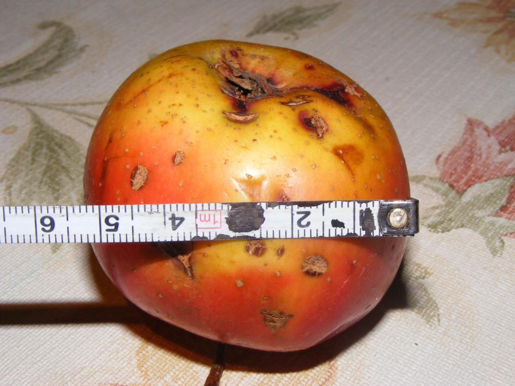 Situatie revoltatoare in Cluj. Elevii claselor I-IV primesc mere stricate