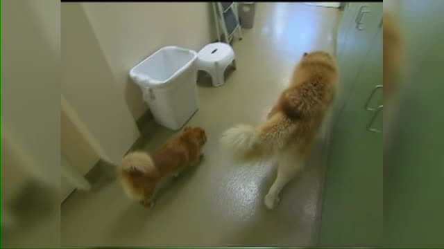 Un husky orb si-a gasit un prieten de incredere: un terrier care il insoteste peste tot