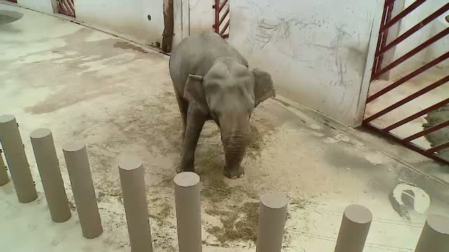 Tania, singurul elefant din Romania, a ajuns in atentia Comisiei Europene. "Poate muri de tristete"