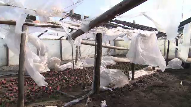 Agricultorii carora vantul le-a distrus solariile avertizeaza ca vor creste pretul legumelor