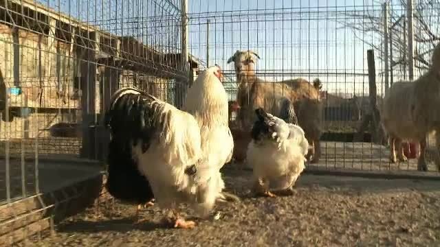 RTI, mezeluri, carnati, cremvursti de casa, pui de tara - 5