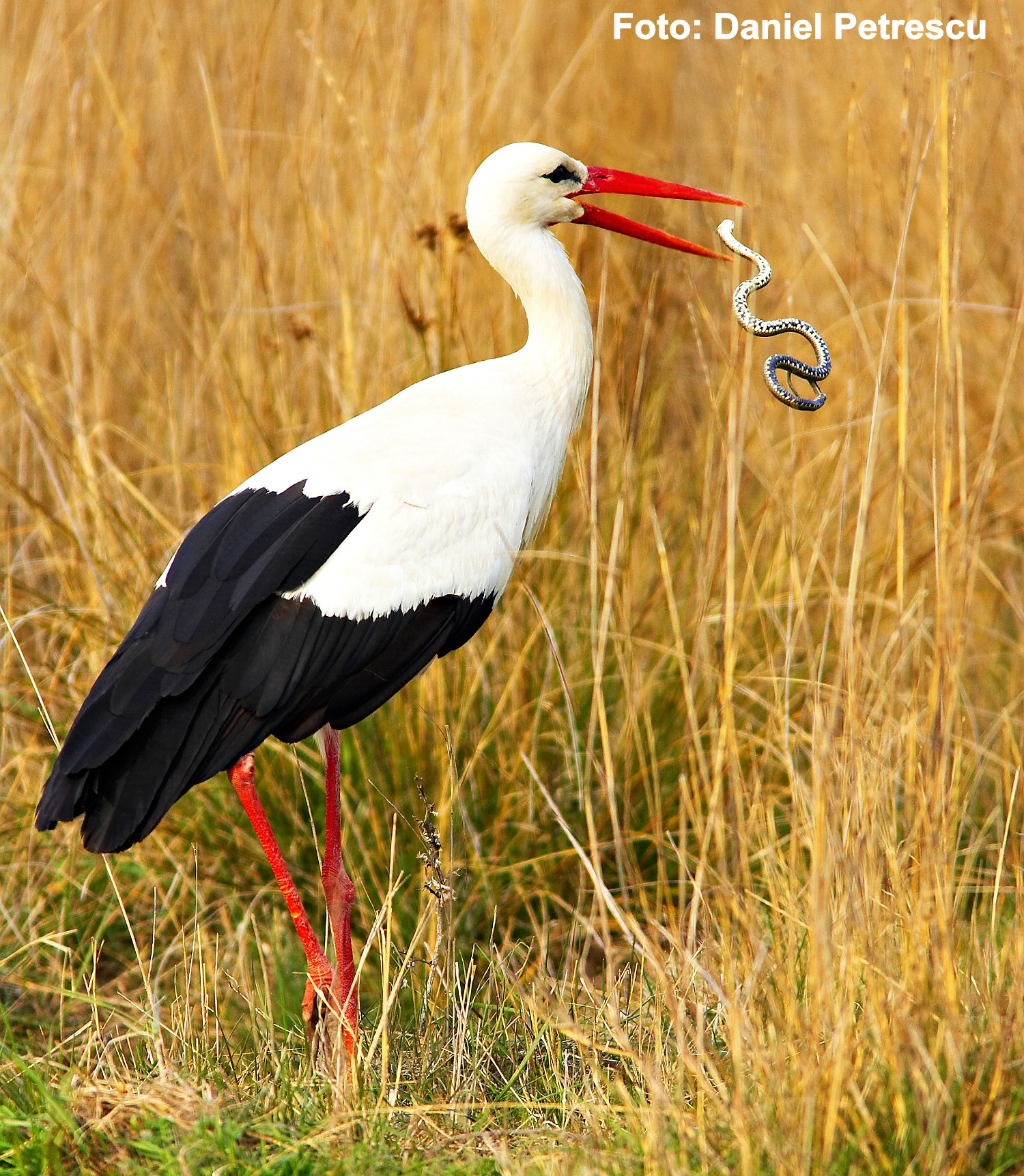 "Ziua Pasarilor" la Muzeul Satului din Bucuresti: expozitie foto, film documentar, concert Tapinarii