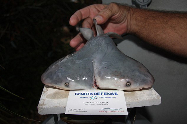 Rechin cu doua capete descoperit de un pescar in Golful Mexic