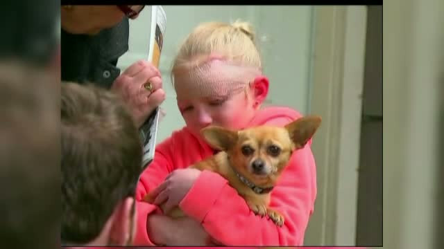 Fetita de 8 ani din Canada, salvata de atacul unui pitbull de catelusa ei chihuahua