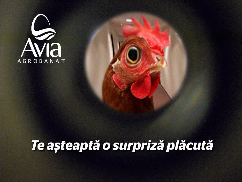 (P) Oua proaspete din Banat – mereu la Avia Agrobanat! Ai vazut deja automatele pregatite in oras?