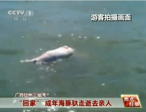 VIDEO emotionant. Un grup de delfini, surprins in timpul unei "ceremonii funerare"