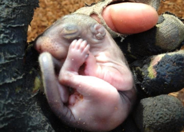 "Mi-a venit sa plang" Ce-a gasit un barbat ascuns intr-o punga de pamant