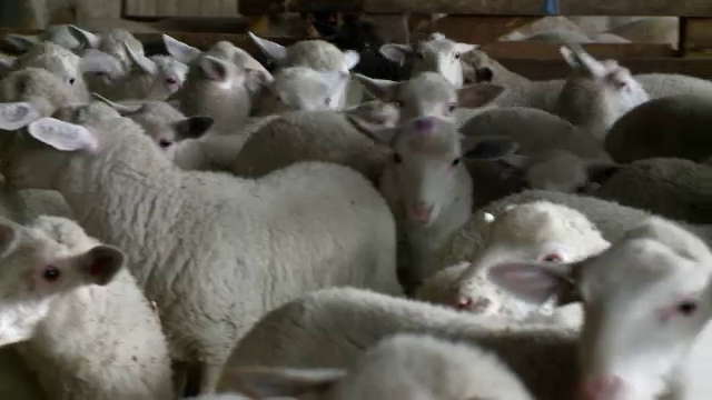 Gest plin de cruzime facut de un tanar din Cluj