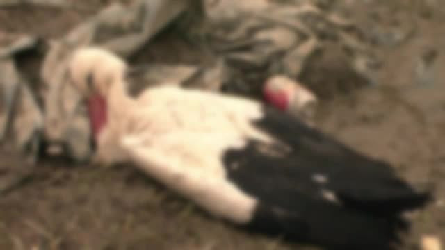 Pacalite de vremea rea. Berzele sosite la Suceava mor de frig si foame