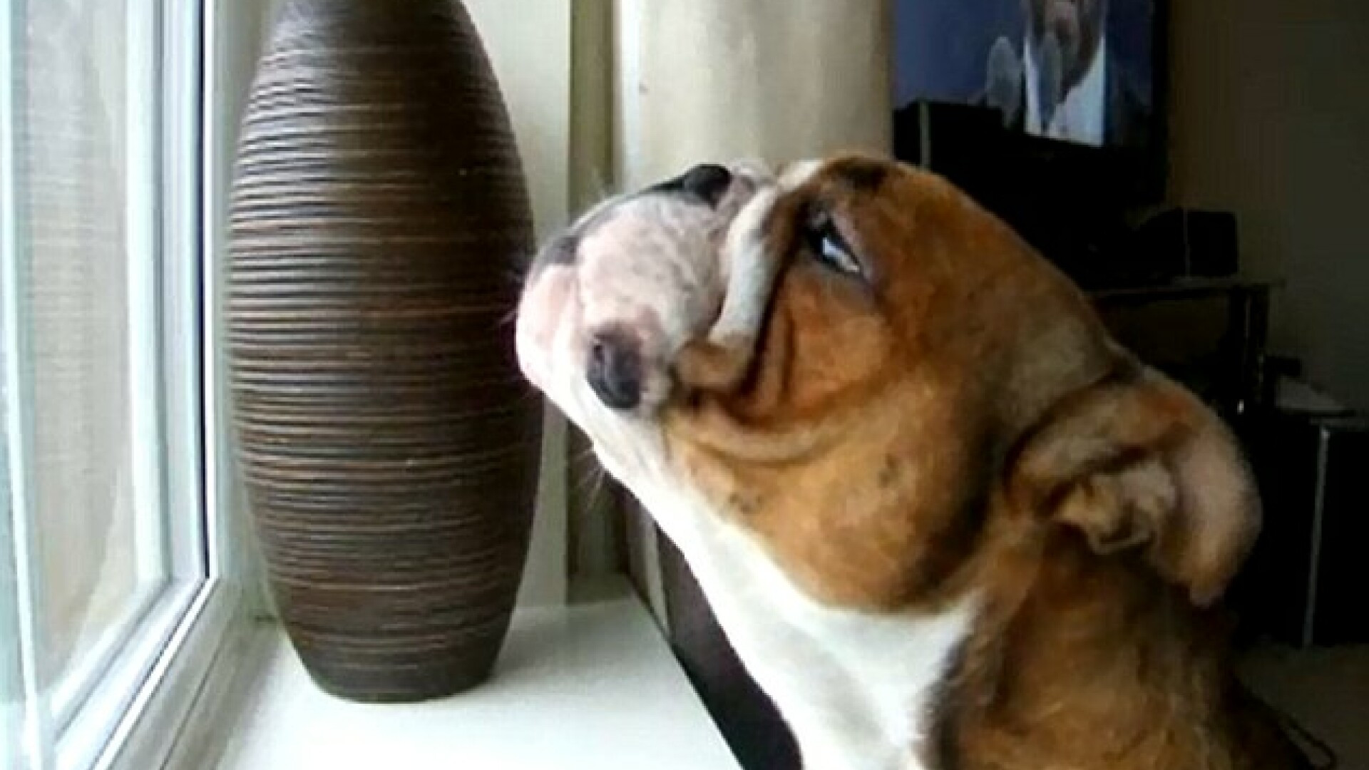 Reactiile cainelui pe muzica lui Pavarotti te vor uimi! VIDEO