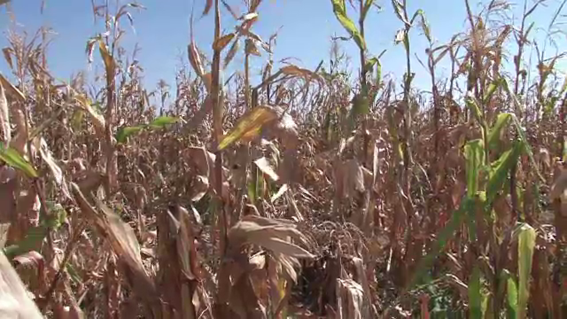 Doar 1% din suprafata agricola a tarii este irigata. Recoltele ar putea fi distruse de seceta