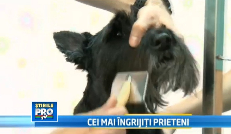 Cursuri de coafura canina. Iubitorii de animale sunt gata sa plateasca 2.400 de lei pentru lectii