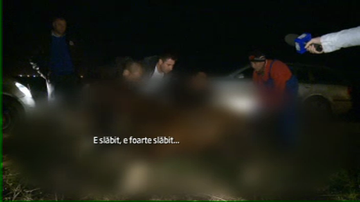 IMAGINI SOCANTE. Un cal batut si abandonat in strada langa Bucuresti este tinut in viata de perfuzii