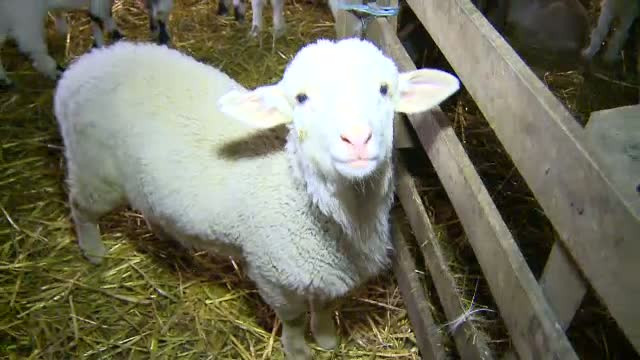 Romanii si-au schimbat preferintele. Iedul este vedeta in meniul de Paste